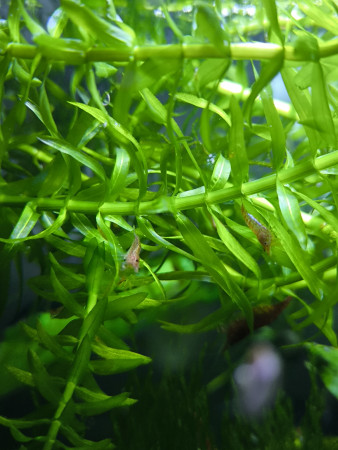 aquariophile Marcassin265