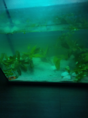 aquariophile Sombre_aquatique
