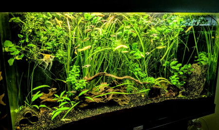 aquariophile MacManus