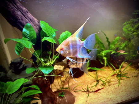 aquariophile Jeremy44