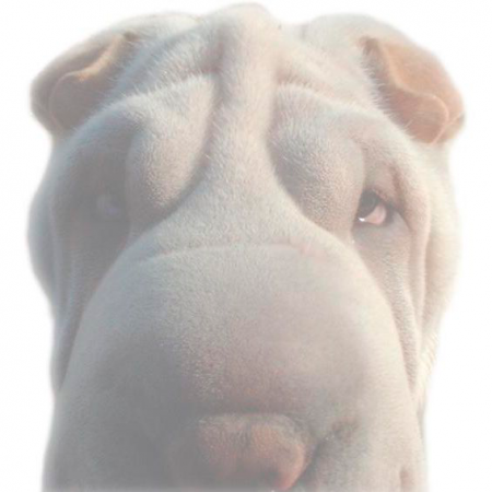 aquariophile Manatee