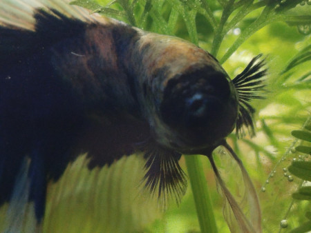 aquariophile Shivietjerem22