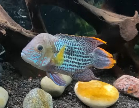 aquariophile engy-liguori