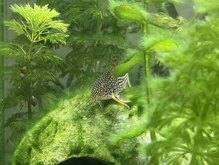 aquariophile Bogaleia