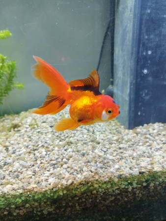 aquariophile PoissiPoisson