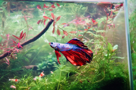 aquariophile Audessa