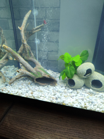 aquariophile Lpationedlfish