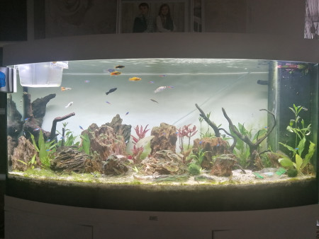 aquariophile Barbu62