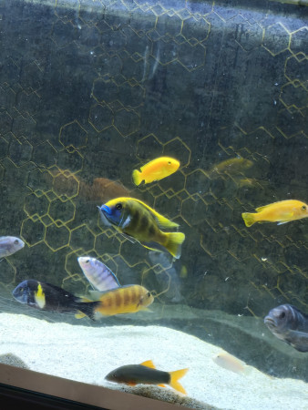 aquariophile Garcia84