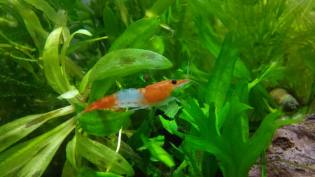 aquariophile Adriana5457