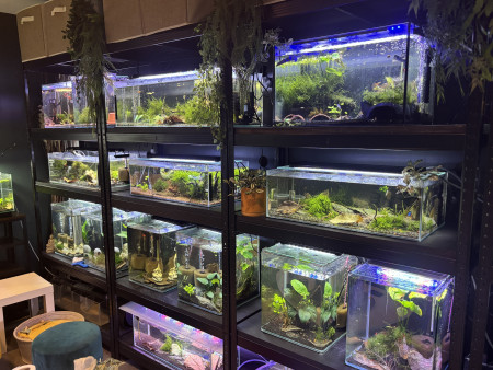 aquariophile BUBBLEAL77