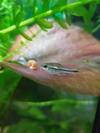 aquariophile Lolita89