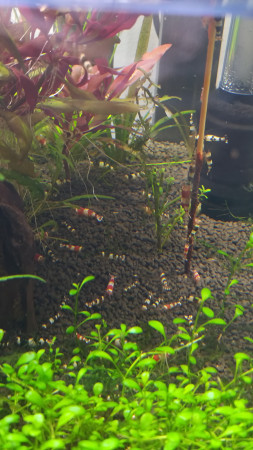 aquariophile Aquoi_crevette01