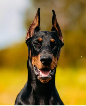 aquariophile elkamino