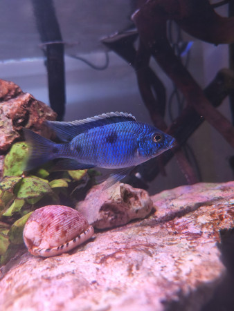 aquariophile GG66600