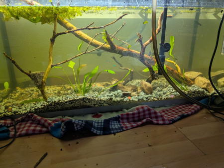 aquariophile Aquario88