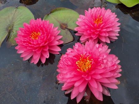 aquariophile Nenuphar87