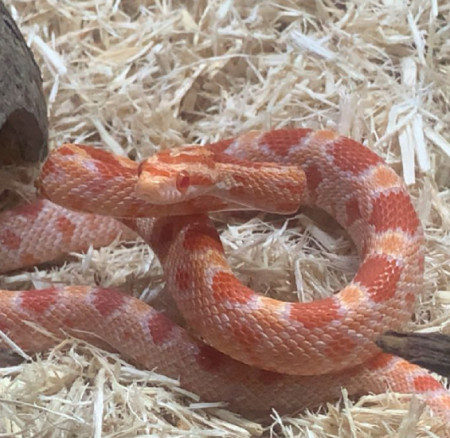 aquariophile Lakita971