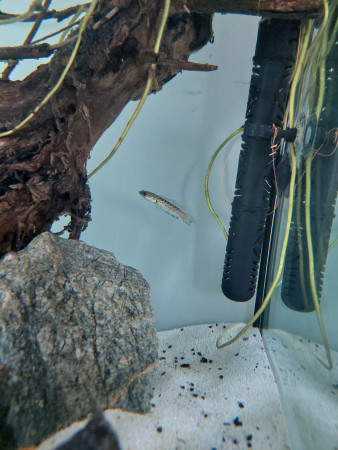 aquariophile Stefix24