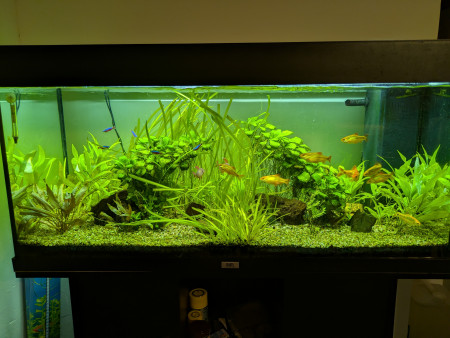 aquariophile thorgal