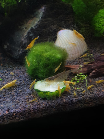 aquariophile Sebastr