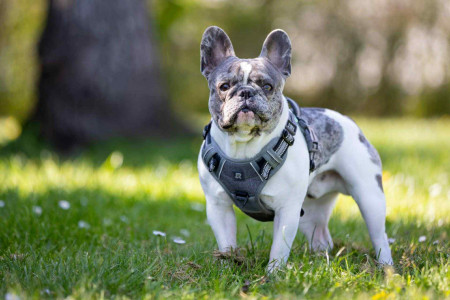 aquariophile aquariophile72