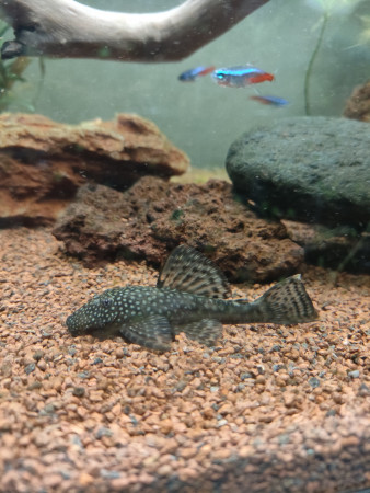 aquariophile MaxAncistrus09