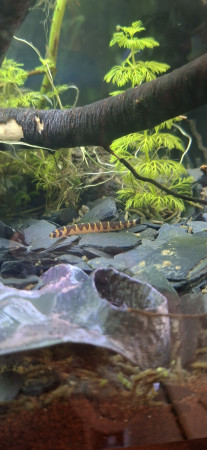 aquariophile Veridis