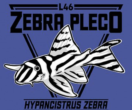 aquariophile JujuShrimp