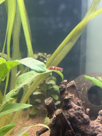 aquariophile kevinnn