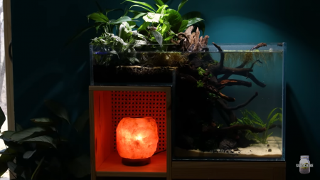 aquariophile Occelatus