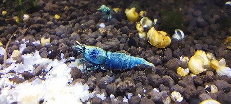 aquariophile Olivier1977