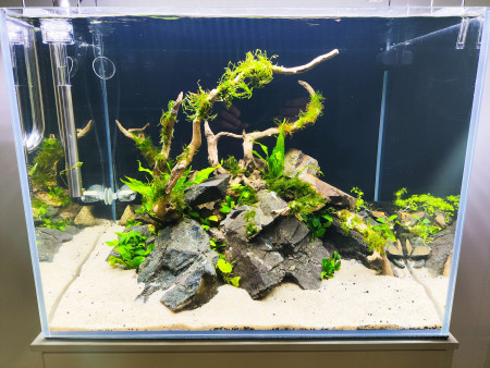 aquariophile Aurelorb