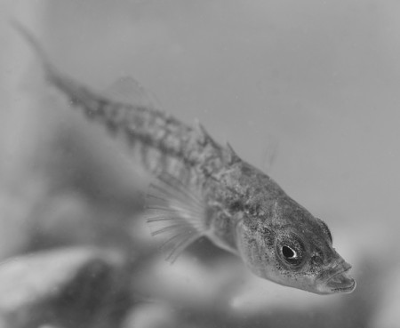 aquariophile dewinter