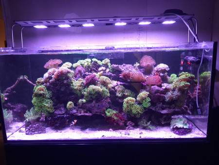 aquariophile sebastien-duffau