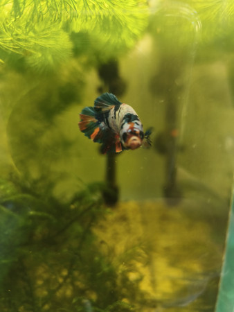 aquariophile Aquawes83