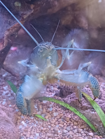 aquariophile Crabe38