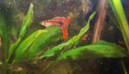 aquariophile Jmarc78