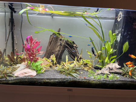 aquariophile Nickho12