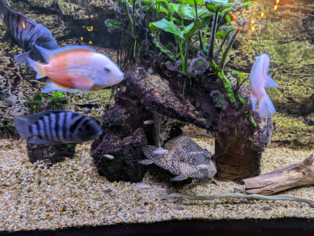 aquariophile Razor35