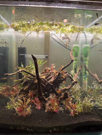 aquariophile joshaqua