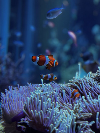 aquariophile AQUA_pink