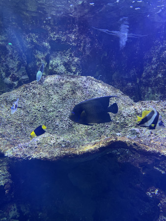 aquariophile emmy.flls