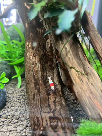 aquariophile Yogueur