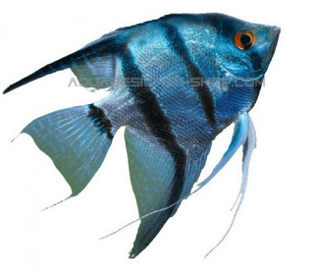 aquariophile Guizmo015