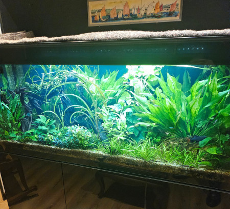 aquariophile Franck48