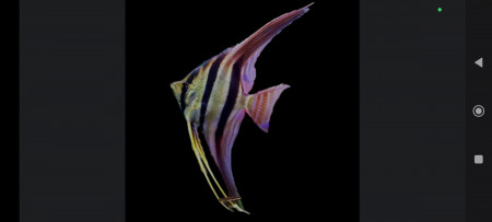 aquariophile DONDIEG33