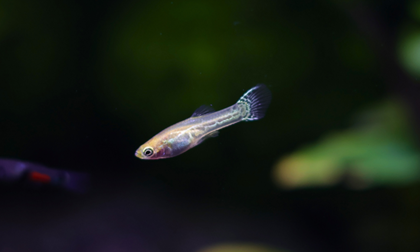 aquariophile FrenchieFishi