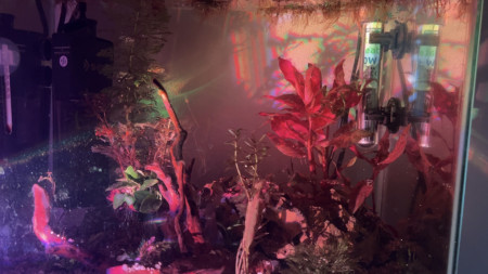 aquariophile Bettasplen