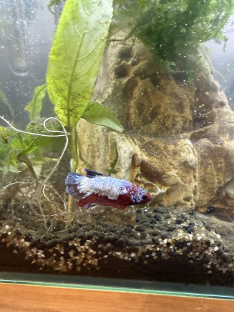 aquariophile Cloe_dth